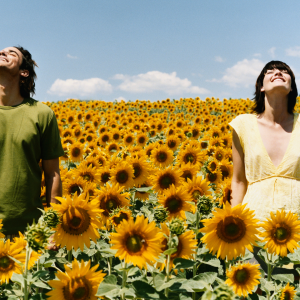 Abundance Sunflowers